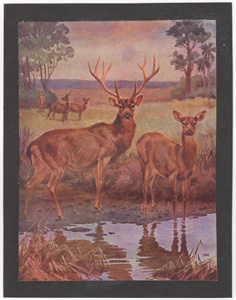 Vintage wildlife print circa 1900-1930s